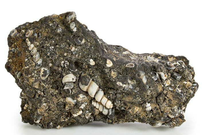 Fossil Freshwater Snails (Elimia) In Limestone - Wyoming #324608